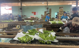 Quy trình trồng và thu hoạch chuối xuất khẩu tại Thiên Ân