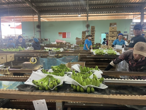 Quy trình trồng và thu hoạch chuối xuất khẩu tại Thiên Ân
