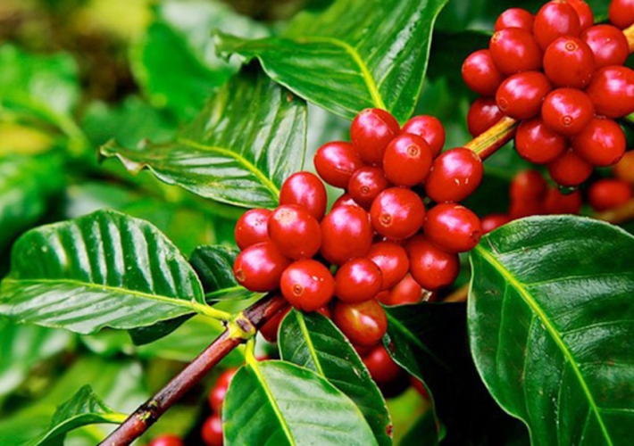 CÔNG TY CỔ PHẦN SẢN XUẤT XNK TOÀN CẦU THIÊN ÂN